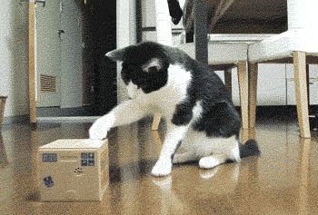 Dafuq? GIF - Cat Kitten Box GIFs