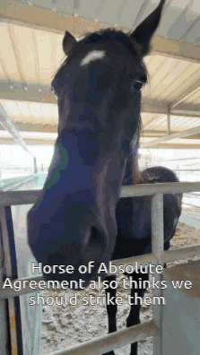 a horse behind a fence with the words horse of absolute greenment also thinks we should strike them