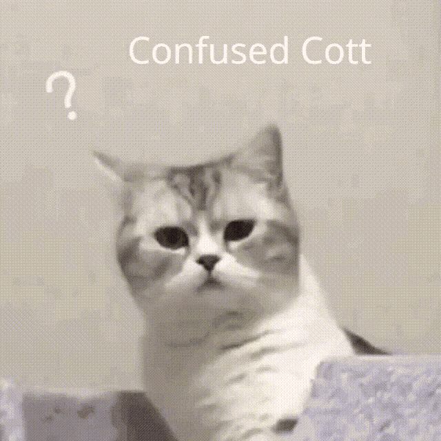 Cott Cat GIF
