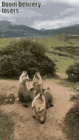 a group of ground squirrels are standing on their hind legs on a dirt path
