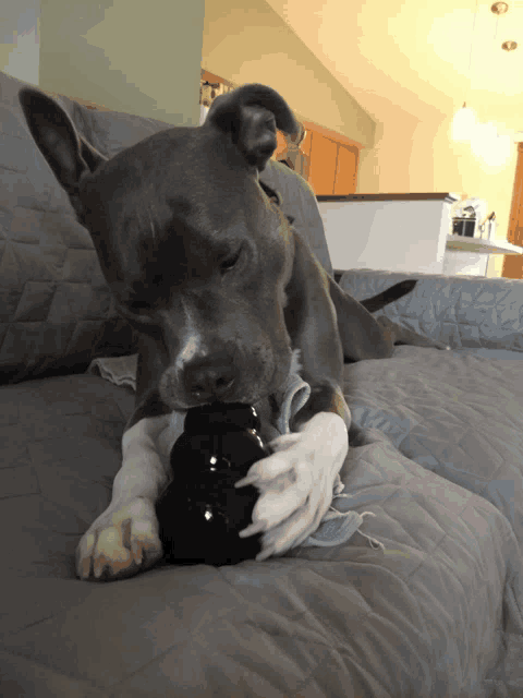 a dog is laying on a couch chewing on a black toy