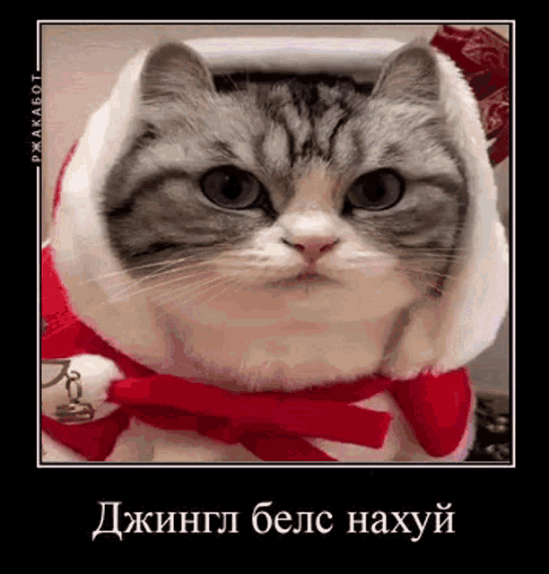 a cat is wearing a santa hat and a red scarf