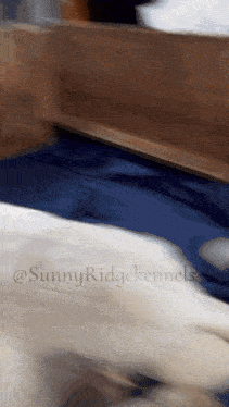 a dog is laying on a blue blanket with the words sunny ridgekennels on the bottom