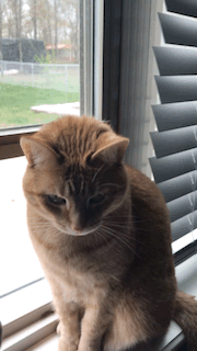 Yes Pancake The Cat GIF - Yes Pancake The Cat Leevotee55 GIFs