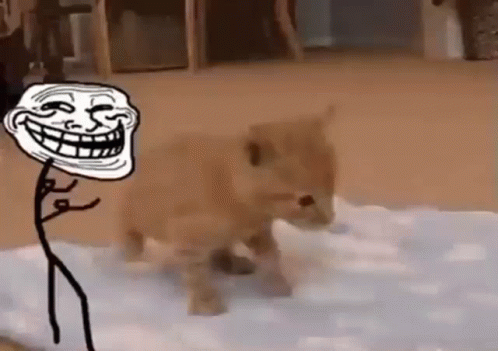 Troll Face Kitten GIF - Troll Face Kitten Orange Kitten GIFs