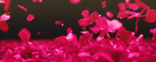 Imagenes De Flores GIF - Rose GIFs
