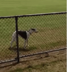 Greyhound Dog Jumping GIF - Greyhound Dog Jumping Bigjump GIFs
