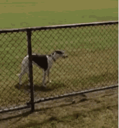 a black and white dog is standing next to a white dog in a field .