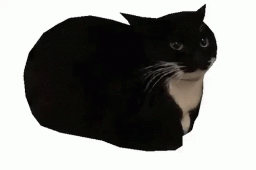 Cat Kitty GIF - Cat Kitty Uni GIFs