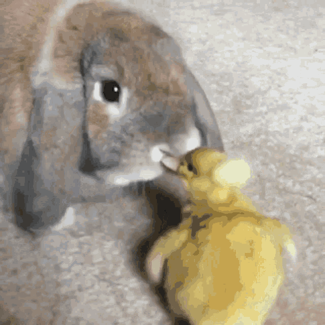 Bunny Duck GIF - Bunny Duck GIFs