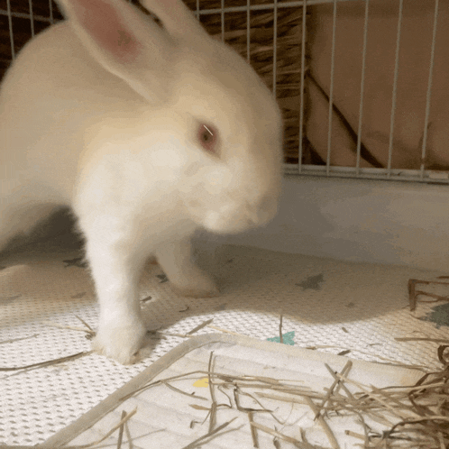 a white rabbit standing next to a pile of hay on a mat
