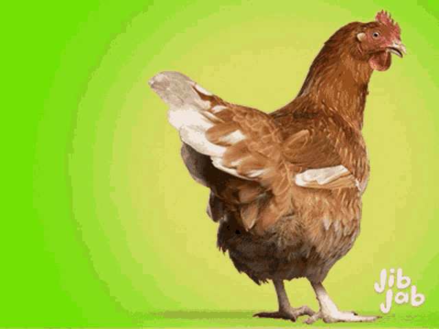 a picture of a chicken with a man 's face on it and jib jab written below it