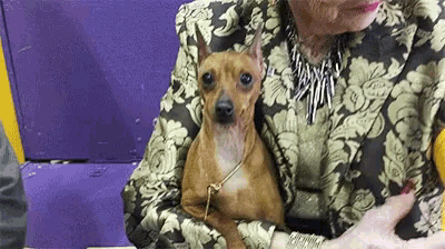 a woman is holding a small brown dog in her lap .