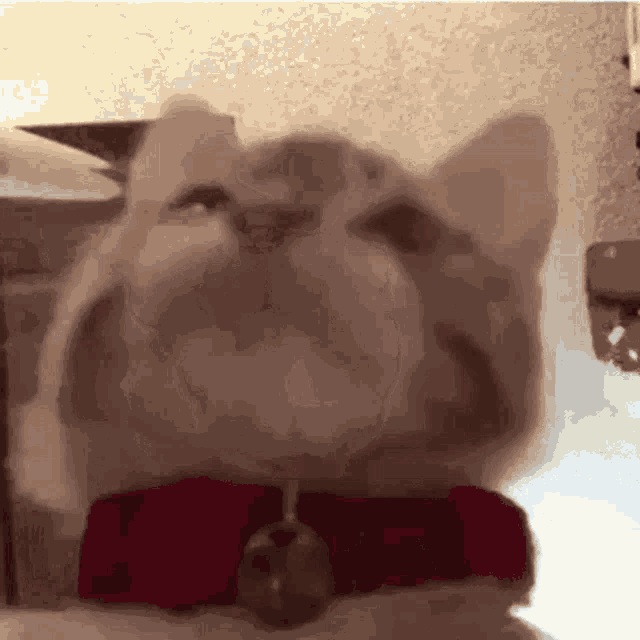 Cat Paw GIF - Cat Paw Lick GIFs