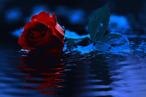 цветя Red Rose GIF - цветя Red Rose Rose GIFs