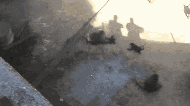 a shadow of a person is cast on a wall behind a group of cats