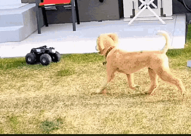 Dog Happy Dog GIF - Dog Happy Dog Dog Attack GIFs