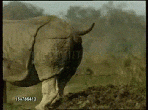 a rhinoceros is standing in a field with the number 154786413 on the bottom right corner .