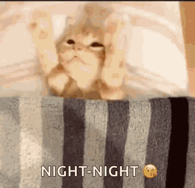 a cat is laying on a striped blanket and says night night