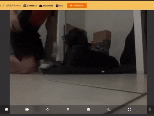a web viewer shows a person kneeling down next to a black dog