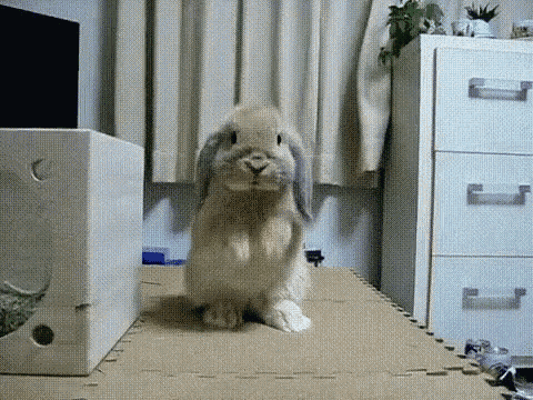 Fluffy Cute GIF - Fluffy Cute Bunny GIFs