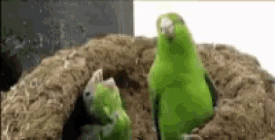 two green birds are standing in a nest .
