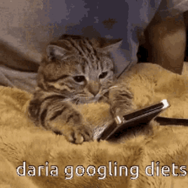 Daria Googling Cat GIF