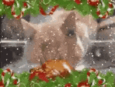 a pig is standing in front of a christmas tree with candy canes .