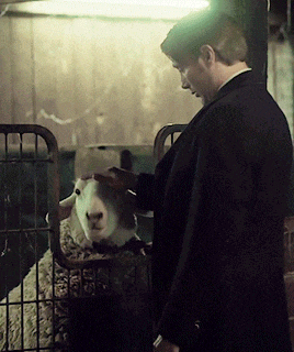 a man petting a sheep in a cage with a sign that says ' sheep ' on it