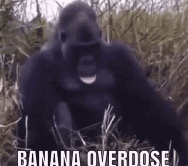 Banana Monke GIF - Banana Monke Overdose GIFs