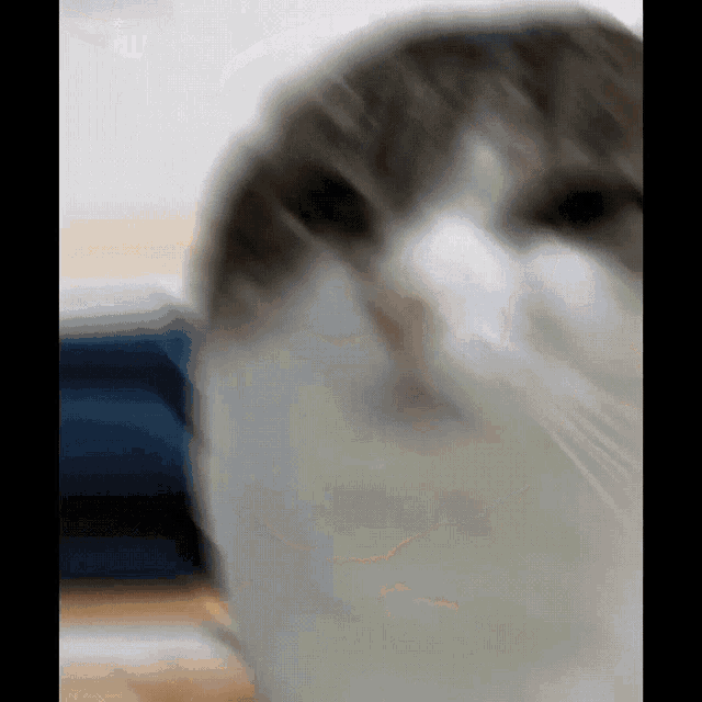 Oh The Misery Wawa GIF - Oh The Misery Wawa Cat GIFs