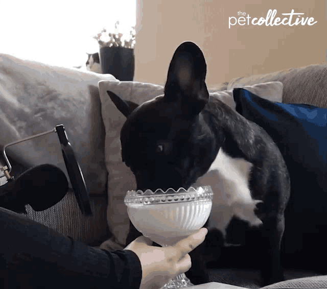 a black and white dog sniffing a glass of milk with the petcollective written on the bottom