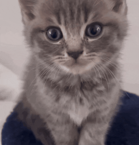 a close up of a kitten 's face looking at the camera
