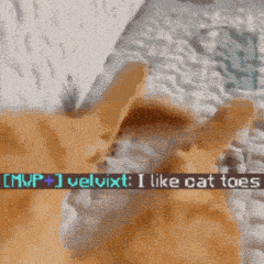 Velvet Cat Toes GIF - Velvet Cat Toes Beans GIFs