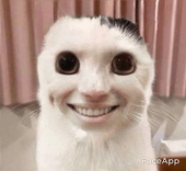 Cat Faceapp GIF - Cat Faceapp GIFs