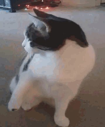 Cat Playing GIF - Cat Playing Cats GIFs