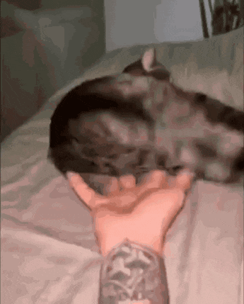 a person petting a cat on a bed with a tattoo on their arm .
