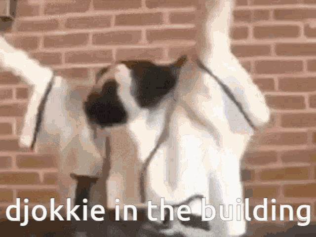 a dog is standing in front of a brick wall with the words " djokie in the building "