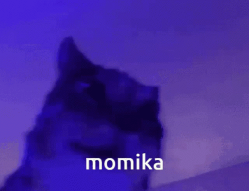 Momika GIF - Momika GIFs