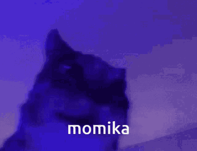 a cat is standing in front of a blue background that says momika