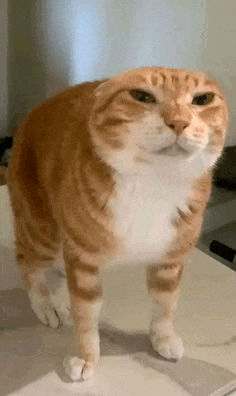 a fat orange and white cat is standing on a table and looking at the camera .
