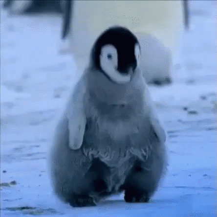 Muito Feliz Pinguim GIF - Very Happy So Happy GIFs