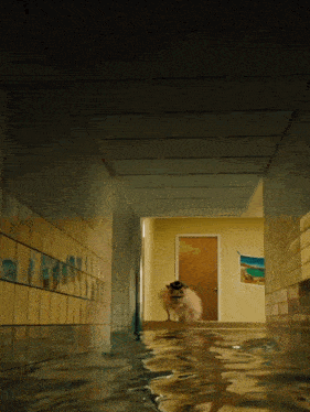 a dog standing in a flooded hallway with a picture on the wall that says beach