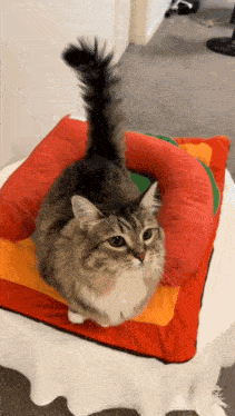 a cat sitting on top of a colorful pillow