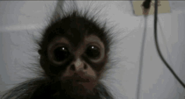 a close up of a monkey 's face with a blurred background