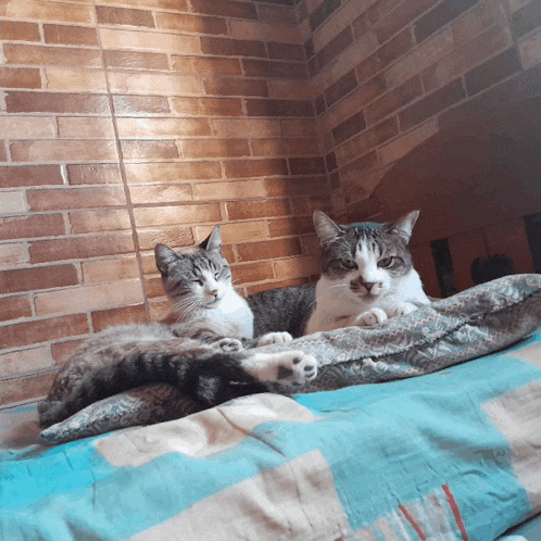 two cats are laying on a blue and white blanket