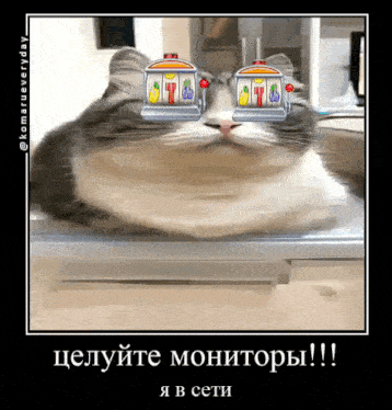 a cat is wearing a pair of slot machines on its face