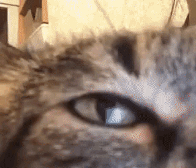 a close up of a cat 's eye with a blurred background