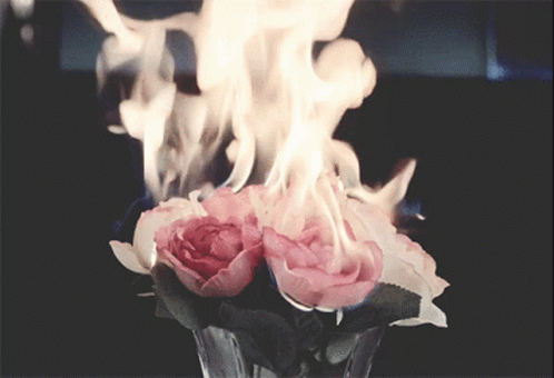 Burning Roses GIF - Burning Roses Flowers GIFs