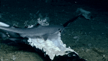 a shark is eating a fish in the dark